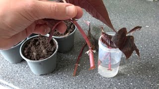 3 Ways How I Propagate My Persicarias Fast amp Easy [upl. by Lettig]