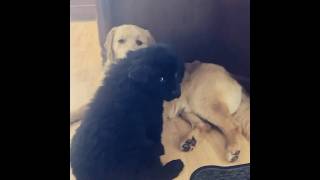 Bratty Newfoundland puppy annoys older brother newfoundlanddog puppy dogs goldretriever [upl. by Nnylamme104]