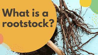 What is a rootstock [upl. by Jaqitsch]