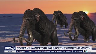 Resurrecting the wooly mammoth [upl. by Rebor]