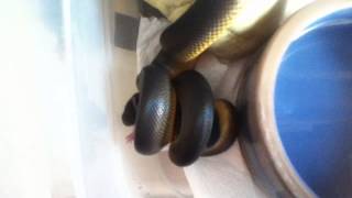 Feeding my Water Python Liasis Fuscus A Live Rat [upl. by Gnil]