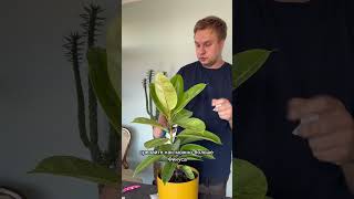 😱 фикус ficus plants растения комнатныерастения [upl. by Naihr]