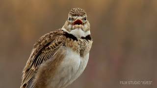 Степной жаворонок Melanocorypha calandra  Film Studio Aves [upl. by Eiramnerual]