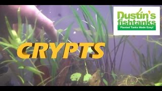 HOW TO KEEP Crypts in a planted tank Cryptocoryne spiralis Species Sundays Crypts [upl. by Grady]