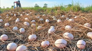 Mrs Lina Or lay eggs in a field where they have already harvested or laid many eggs [upl. by Elehcir702]