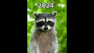 2024 Racoon vs 5000bce Racoon  mythical biology  shortsvideo shorts youtubeshorts shorts [upl. by Tati]