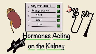 Hormones Acting on the Kidney  Renal Hormones  Summary  Renal Physiology  Endocrinology [upl. by Yessac]