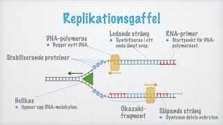 Hur DNAmolekylen kopieras replikeras [upl. by Justine]