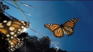 Amazing Monarch Butterflies in Mexico [upl. by Zaid]