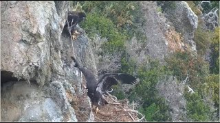 West End Eagles  Koa LOVES The Rock Ledge Siblings Play w Long Stick amp Almost Whack Koa With It 😂 [upl. by Ataga154]