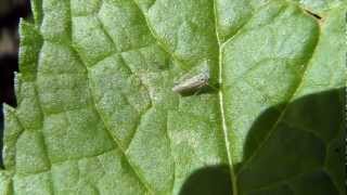 Saltahojas leafhopper Cicadellidae [upl. by Nnylatsyrc772]