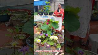 Nymphaea and Nelumbo from our home lotus garden gardening lotus How to grow at home  waterlily [upl. by Asserak]