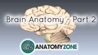 Basic Parts of the Brain  Part 2  3D Anatomy Tutorial [upl. by Norod]