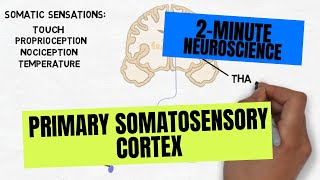 2Minute Neuroscience Primary Somatosensory Cortex [upl. by Higgins]