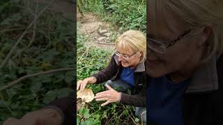 Dryads saddle charnwoodforaging mushroom [upl. by Linehan]