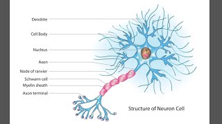 Neurons  structural neuron  Functional neuron [upl. by Auqined]