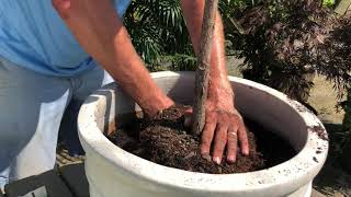 How to Repot a FiddleLeaf Fig [upl. by Tor]