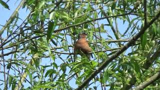 Chaffinch UK Wildlife [upl. by Yrrot]