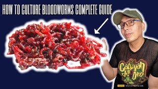 how to culture bloodworms complete guide Live Fish Food [upl. by Leikeze]