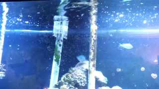 Jebao WP 25 Wave in 5 foot 120 gallon tank [upl. by Ennagem594]