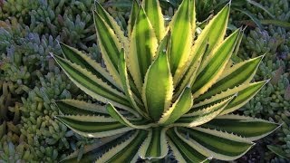 Agave lophantha Quadricolor a gorgeous small agave for gardens and containers [upl. by Nnaesor]