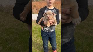 Extreme Pocket American Bully Puppy at 7 weeks old pocketbully pocketbullypuppy [upl. by Aniaj739]