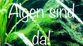 Algen im Aquarium bekämpfen aquaristik [upl. by Kenn]