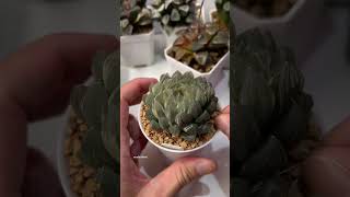 Beheading Haworthia Obtusa OM Variegated plants haworthia propagation plantcaretips [upl. by Constanta]