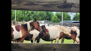 99th ANNUAL CHINCOTEAGUE PONY SWIM  South Herd Roundup July 20 2024 [upl. by Luing]