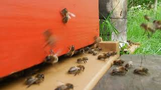 Grosse sortie de fauxbourdons abeilles les papas des ruches qui attendent les reines a féconder [upl. by Tolkan]