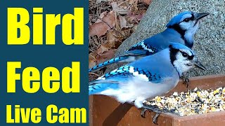 Bird Feeder 🐦Stone Wall LIVE CAM🔴 Nov 19 2024 [upl. by Ardnikat]