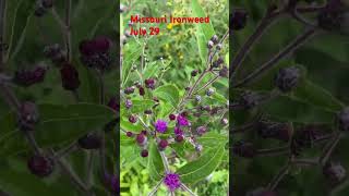 Missouri Ironweed Michigan nativegardening nativeplants wildflower raingarden nolawn nomowlawn [upl. by Trela149]