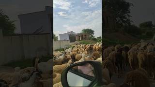 kurubaro navu kurubarooagriculture viral youtubeshorts youtube youtuber sheep goat shorts [upl. by Ab116]