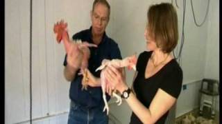 Featherless broilers on British TV [upl. by Packton703]