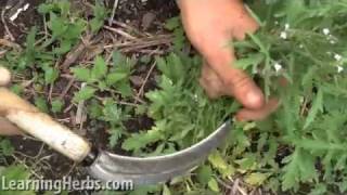 Vervain herb Verbena officinalis How to Harvest [upl. by Mia]