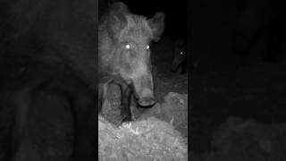 KAMERADAN KORKAN YABAN DOMUZU domuz wildboar youtubeshorts keşfet trailcam nature wildlife [upl. by Leonsis]