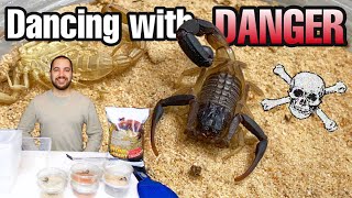 FEEDING and REHOUSING my VENOMOUS scorpions Androctonus Hottentotta and more [upl. by Eenor662]