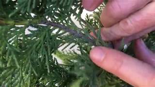 Growing Leyland Cypress Trees From Cuttings [upl. by Airad]