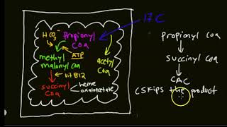 Beta oxidation part 2 [upl. by Sihun]