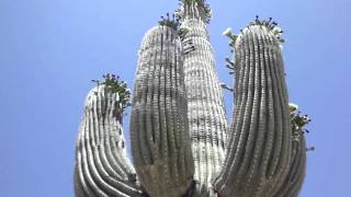 Saguaro cactus [upl. by Molahs]