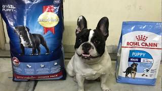 90 days on royal canin transformation results  smart heart vs royal canin  which dog food is best [upl. by Briggs]