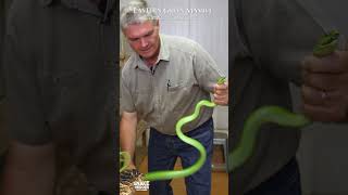 🐍 Mike Perry extracts venom from a GREEN MAMBA 🐍 [upl. by Sexton]