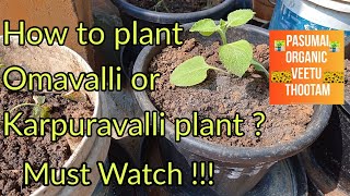 How to plant Omavalli or Karpuravalli plant [upl. by De Witt498]