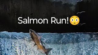 Salmon Run at Bowmanville salmonrun nature fishing shortlive [upl. by Llehcnom338]