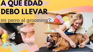 A que edad debo llevar mi perro al grooming [upl. by Scornik349]