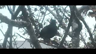 Blackbird on the Maple tree Winter Snow2 [upl. by Anyak]