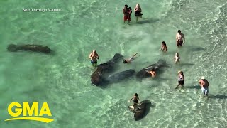 Tourists caught harassing manatees in Florida l GMA [upl. by Mcdonald]