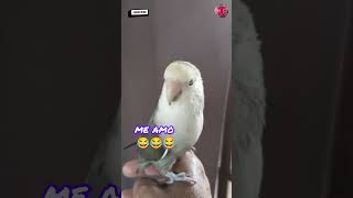 yo también me amo 😂❤️ viral mascotas birds funny loro parrotparrot [upl. by Hefter867]