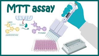 MTT assay  Cell Viability and Cytotoxicity determination using MTT assay [upl. by Darius320]