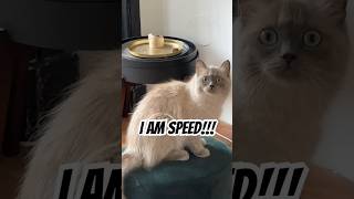 I am speed 1000HP sportscar funnycatvideos ragdoll viralvideo [upl. by Kroo]